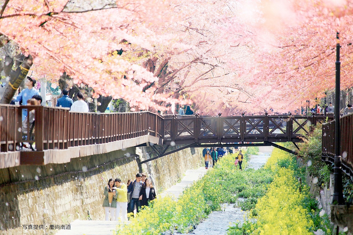 ヴィーナストラベル下関営業所 鎮海　軍港祭り　観桜